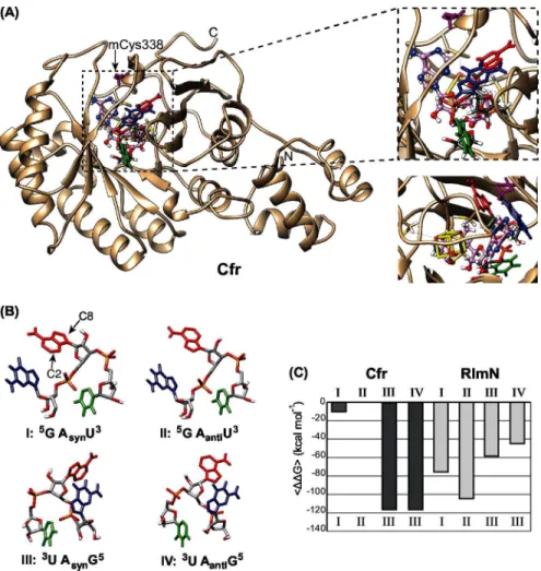 Fig 2. The Cfr structure model, the four starting poses of ligand GpApU and target binding affinities.