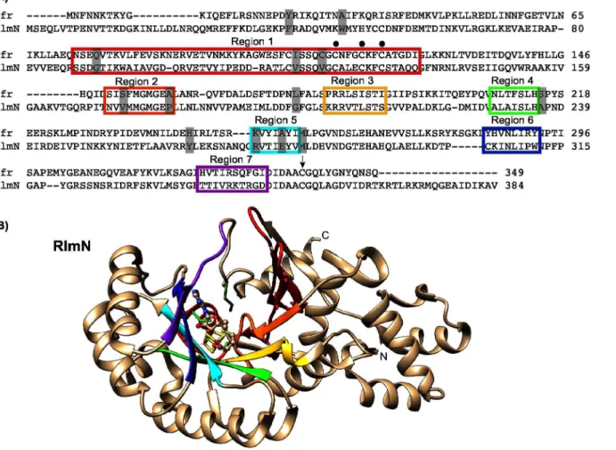 Fig 3. The interchanged regions for the investigation of C2/C8 specificity. (A) Alignment of the amino acid sequences of Cfr (GI: 34328031 / NCBI: