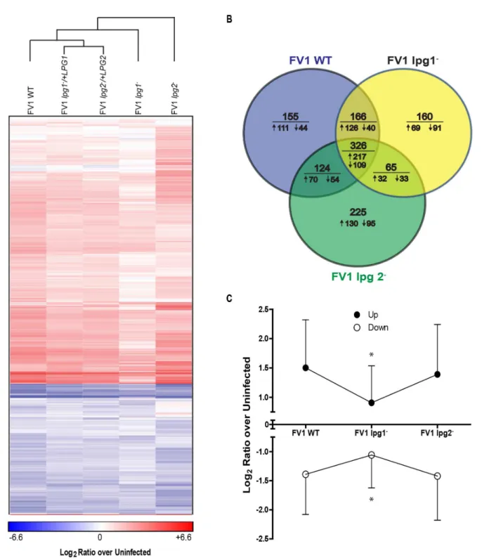 Fig 5. Leishmania major human host dendritic cells gene expression profiles. (A) Gene transcript expression heat map of in vitro infected monocyte- monocyte-derived hDCs