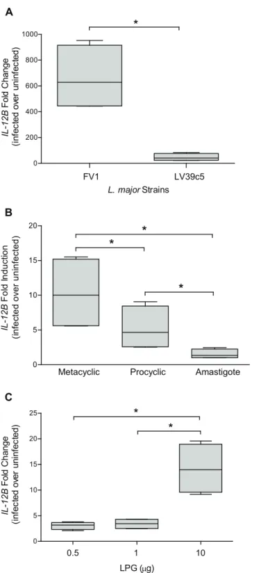 Fig 1. L. major strain FV1 metacyclic promastigotes and LPG stimulate IL12B expression