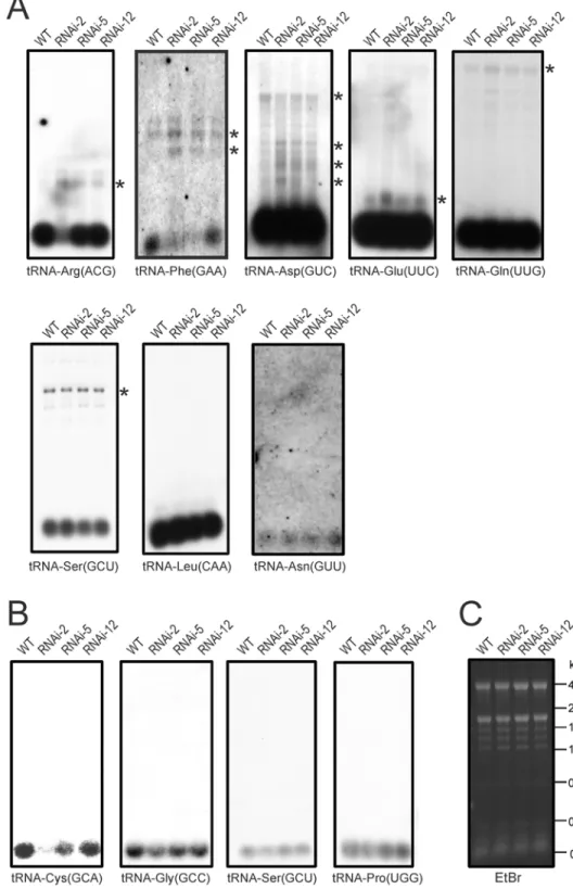 Fig 5. Accumulation and processing patterns of chloroplast and mitochondrial tRNAs in PRORP1 RNAi mutants and wild-type plants as determined by northern blotting
