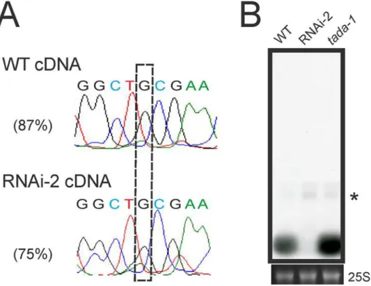 Fig 8. Investigation of the relationship between tRNA editing and 5’ end maturation. (A) Analysis of the editing status of tRNA-Arg(ACG) in the chloroplast