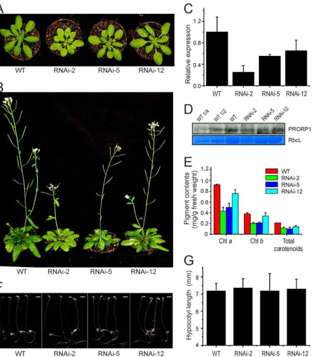 Fig 1. Phenotypic and molecular analysis of PRORP1 RNAi mutant lines generated in Arabidopsis