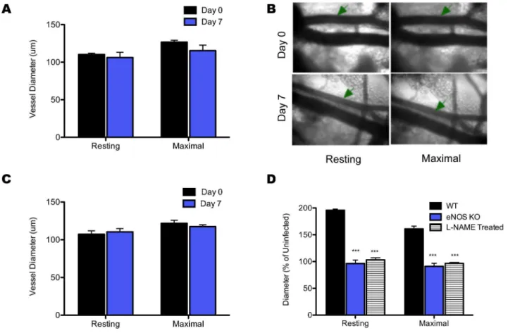 Figure 2. Resting and maximal (+Nifedapine) arteriole diameter at days zero and seven after i.vag