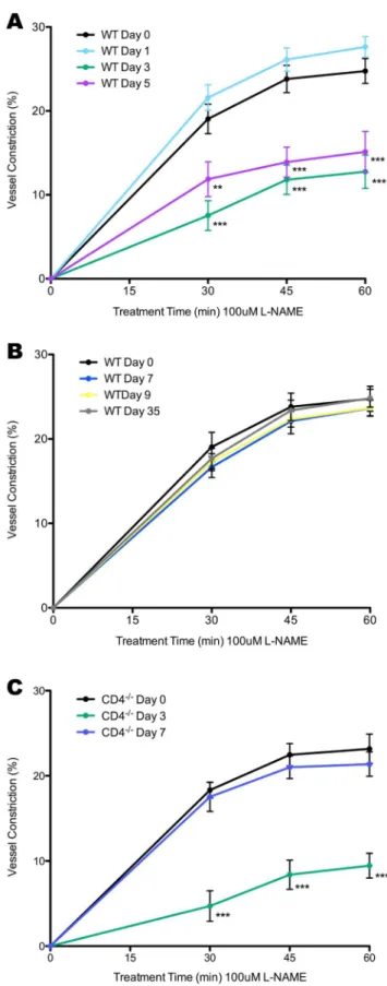 Figure 4. Percentage of vessel constriction in response to perfusion of 100mM L-NAME solution over the vessel  prepara-tion