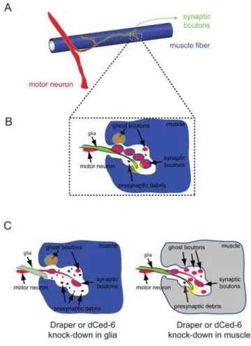 Figure 2. Elimination processes at the Drosophila NMJ in synaptic plasticity regulation