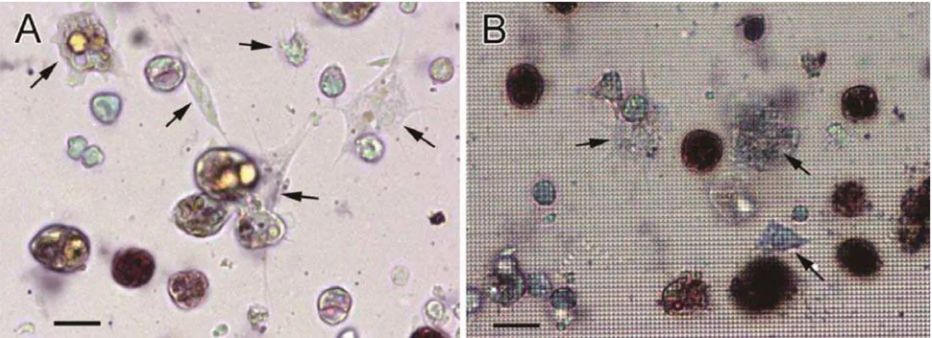 Fig. 1. Giemsa-stained hemocytes of B. schlosseri on hydrophilized polystyrene flat (A) and pillared (B) sheets