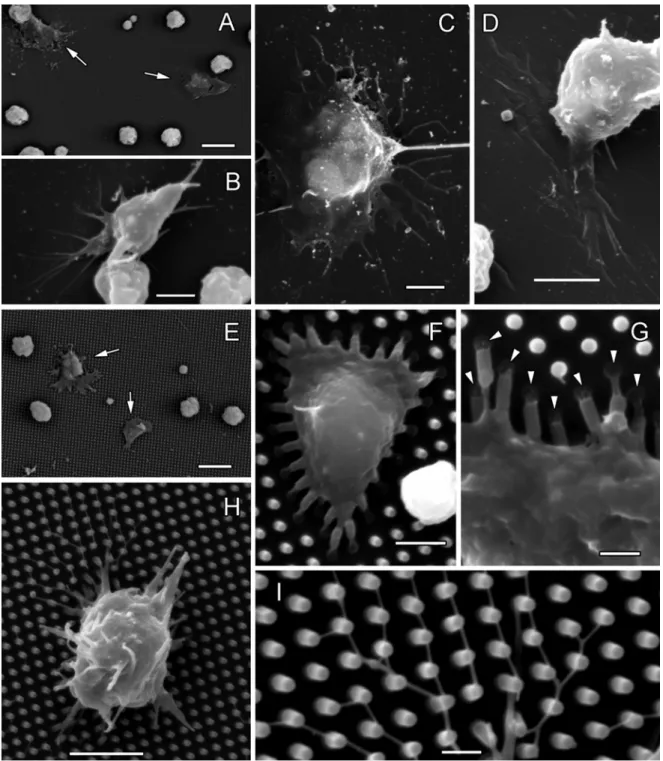 Fig. 3. SEM micrograph of round and spreading hemocytes of B. schlosseri on the flat (A - D) and on the pillared  (E - I) sheets