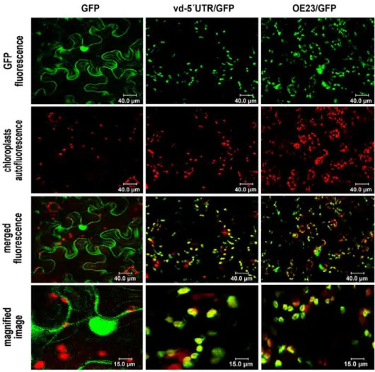 Figure 2. Details of the fusion ELVd-derived RNA/GFP mRNA. (A) Partial DNA sequence of the vd-59UTR-GFP construct (AN - HM136583) used in this study