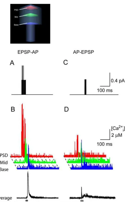 Figure 6. The effect of shifting the order of excitatory postsynaptic potential and action potential stimuli on calcium gradients across the spine, in the presence of 45 mM calbindin-D28k