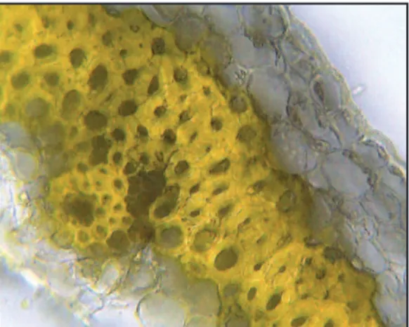 Fig. 3. Transverse section of lealet of spathe from Tanacetum  vulgare inlorescence (staining by aniline sulfate, ×400).