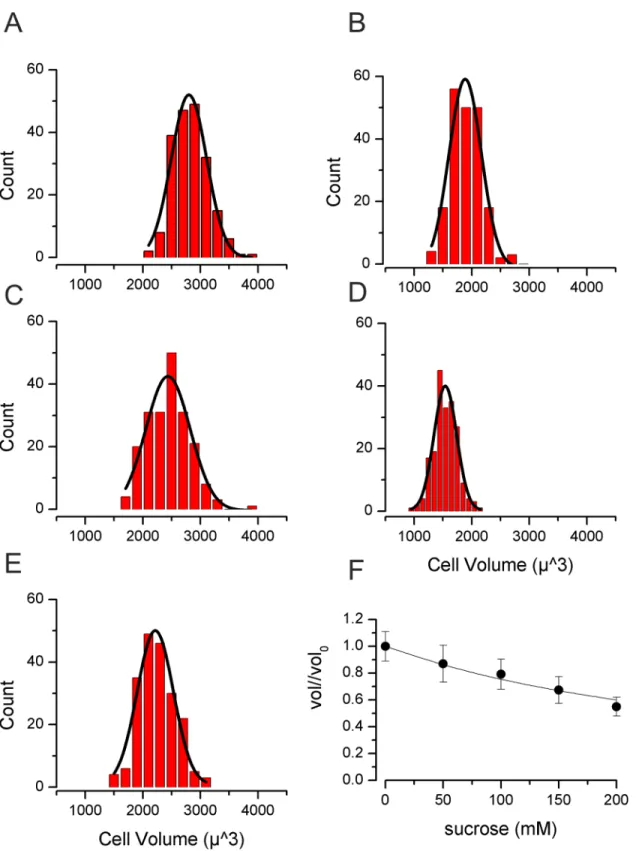 Fig 1. Volume of TE671RD following 30 min of increased osmolality. (A) Cells measured in 300mOsm/Kg H 2 O (no sucrose), (B) with 350 mOsm/Kg H 2 O (50 mM sucrose), (C) with 400 mOsm/Kg H 2 O (100mM sucrose) (D) with 450 mOsm/Kg H 2 O (150mM sucrose), (E) w