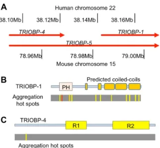 Figure 2. TRIOBP splice variants and their potential to form aggregates. (A) Relative positions of the major splice variants of TRIOBP, using the mouse nomenclature