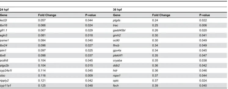 Table 4. Strongly-affected functional groupings (based on Ingenuity Pathway Analysis and Gene Ontology databases) with selected genes that were significantly affected by GR knockdown at both 24 and 36 hpf, with their fold-change values at each timepoint.
