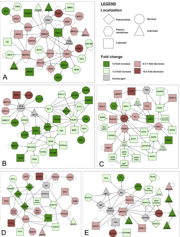 Figure  4.    Interactome  networks  of  select  pathways  identified  as  GR  responsive  by  Ingenuity  Pathway  Analysis software