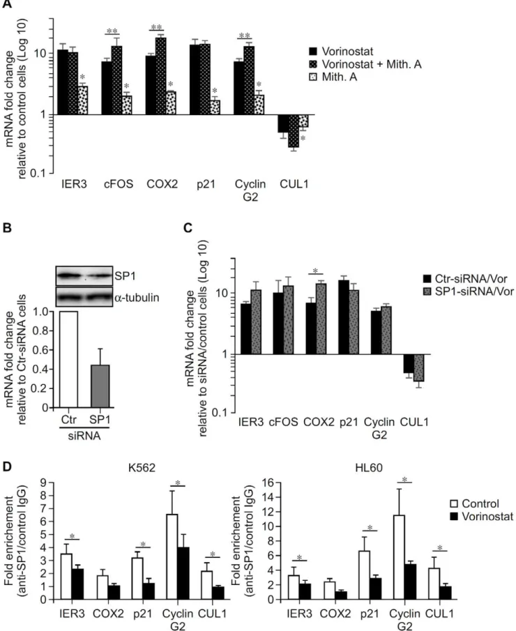 Figure 8. Effect of GC-rich DNA sequences and SP1 on the transcriptional effect of vorinostat on IER3, cFOX, COX2, p21, Cyclin G2 and CUL1 genes