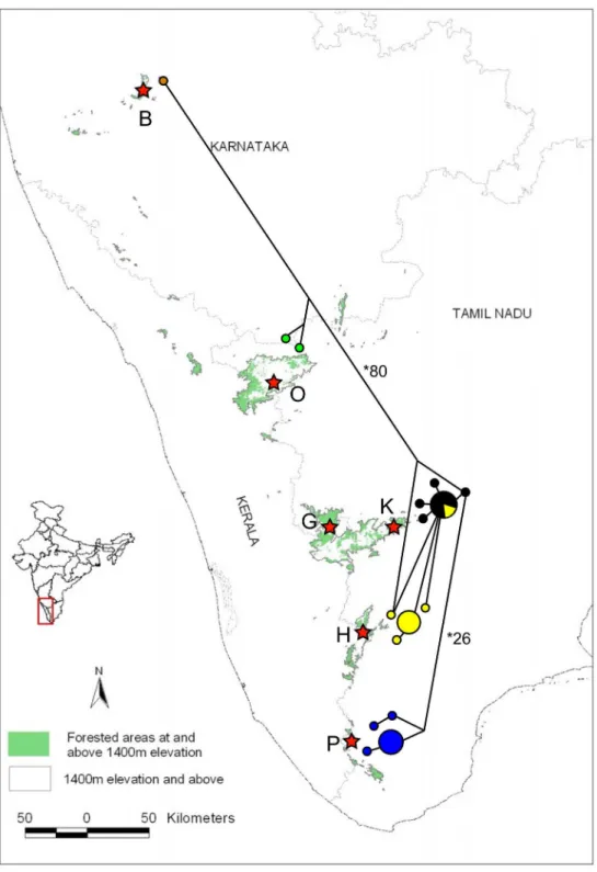 Figure 3. Haplotype network of White-bellied Shortwing on sky-islands of southern India based on 1067 bp of cytochrome-b marker using the median-joining (MJ) network algorithm