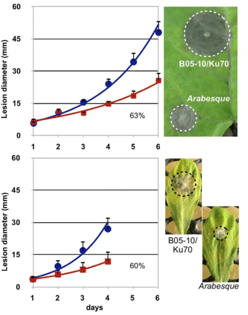 Figure 3. Impact of the BcHOX8 mutation on B. cinerea development. Microscopic observations of (A) various shapes of the Arabesque mutant conidia ranging from single (parent-like) to bi- (b: 2466%), tri- (c: 863%) and multi-lobed (d–f: 2065%) conidia, (B) 