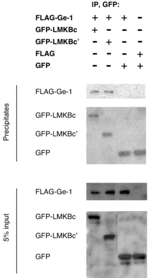 Figure 4. Ge-1 co-precipitates with C-terminal fragments of LMKB. COS-7 cells were transfected with plasmids encoding  FLAG-Ge-1, GFP-LMKBc (containing amino acids 1457–1742), GFP-LMKBc’ (amino acids 1622–1742), FLAG and GFP as indicated