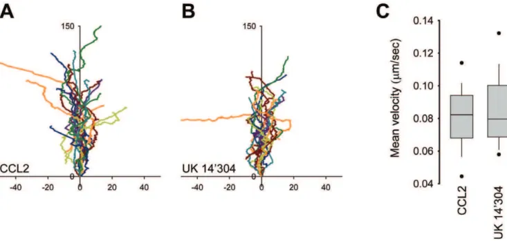 Figure 2. Velocity of THP-1 cells migrating towards different agonists. THP-1 a 2A AR-YFP/CFP cells were plated on glass bottom coverslips coated with poly-D-lysine and Matrigel H