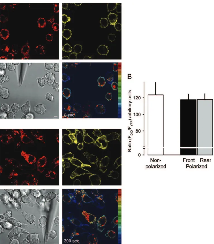 Figure 5. Receptor localization in resting and polarized cells. (A) Selected frames from Movies S2 just after insertion of the micropipette dispensing 300 nM UK 14’304 (0 sec, upper images) and after 5 min (300 sec, lower images)