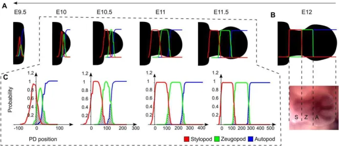 Figure 9. PD segments progenitors. (A) A reverse tissue movement map was calculated in order to identify the progenitor regions for the three PD segments
