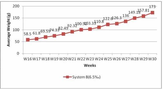 Figure 7. Average weight s of S. ocellat us in syst em  B ( 6.5 ‰ )  fr om  16- 30 weeks