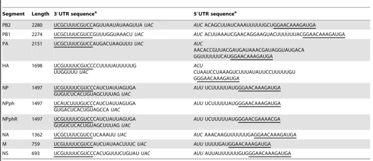 Table 1. vRNA segment lengths and UTR sequences of IAV-WSN used in the reporter constructs.