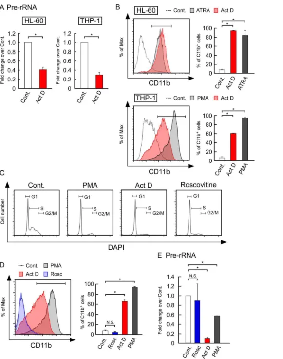 Figure 1. Suppression of rRNA transcription by actinomycin D (Act D) induced the differentiation of HL-60 and THP-1 cells