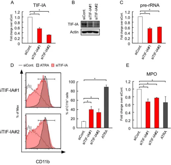 Figure 2. Suppression of rRNA transcription by TIF-IA KD induced the differentiation of HL-60