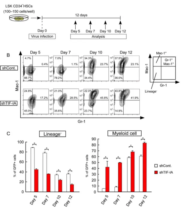 Figure 4. TIF-IA KD-induced cell differentiation of mouse HSCs in ex vivo culture. (A) Scheme showing the experimental procedure used for the HSC ex vivo culture system