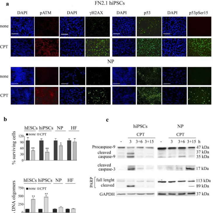 Fig 2. CPT activates DNA damage response and triggers apoptosis in hiPSCs and hESCs-derived NP
