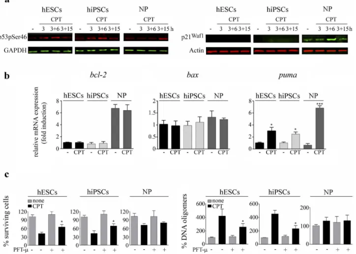 Fig 3. CPT triggers p53 phosphorylation at Serine 46. (a) Time course of p53 phosphorylation at serine 46 upon CPT treatment was analyzed by Western blotting using anti-phospho p53 Ser46 (p53pSer46) specific antibody, immediately after (3h), 6h or 15 h pos