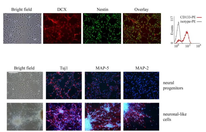 Fig 1. hESCs-derived NP and differentiated-neuronal-like cells phenotypic characterization