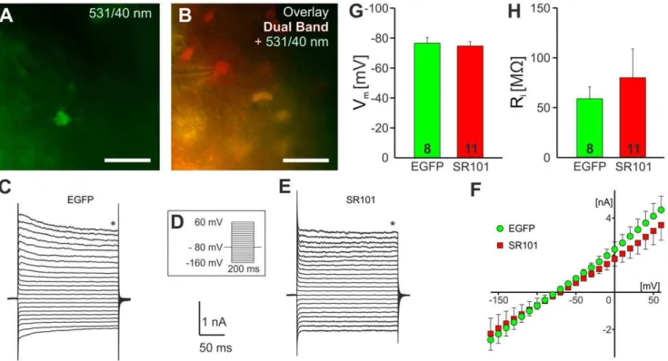 Figure 2. Electrophysiological characterization of SR101-positive cells in the hippocampus