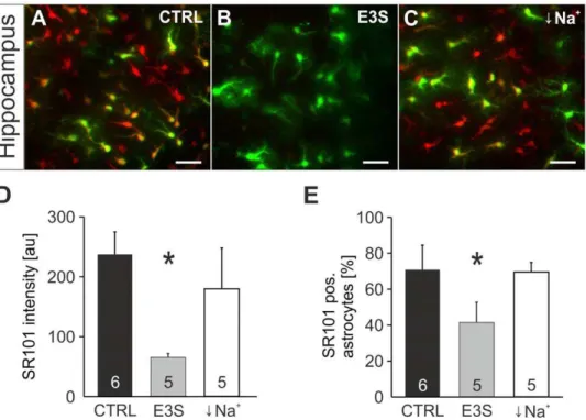 Figure 10. Effects of Estrone-3-Sulfate and Na + -free solution on SR101-uptake by astrocytes