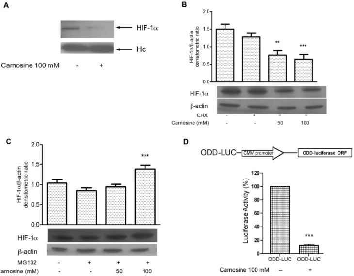 Figure 2. L-carnosine reduces the HIF-1a protein level affecting its stability and induces HIF-1a proteasome-dependent degradation