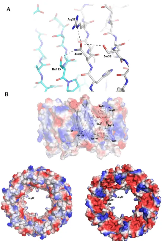 Fig 3. Key residues in the surface of the hexameric ring. (A) A hydrogen bond network stabilizes the position of Arg37, pointing to the central axis of the Hcp ring