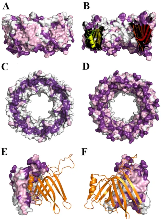 Fig 4. Conservation of residues in the Hcp surface. Degree of conservation of Hcp residues, the darkest colour representing the highest degree of conservation