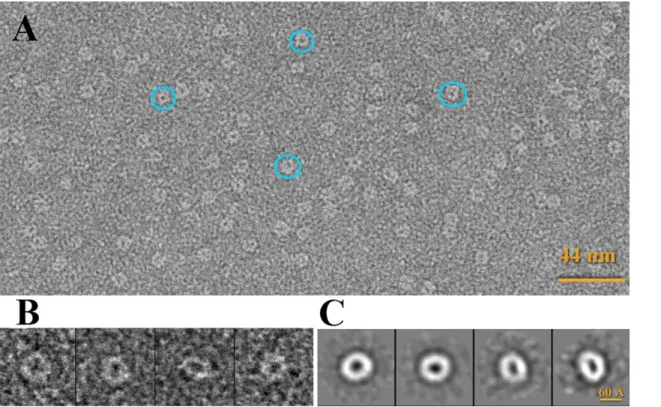 Fig 5. Electron microscopy of Hcp hexamers. (A) Electron micrograph of Hcp stained with 1% uranyl formate