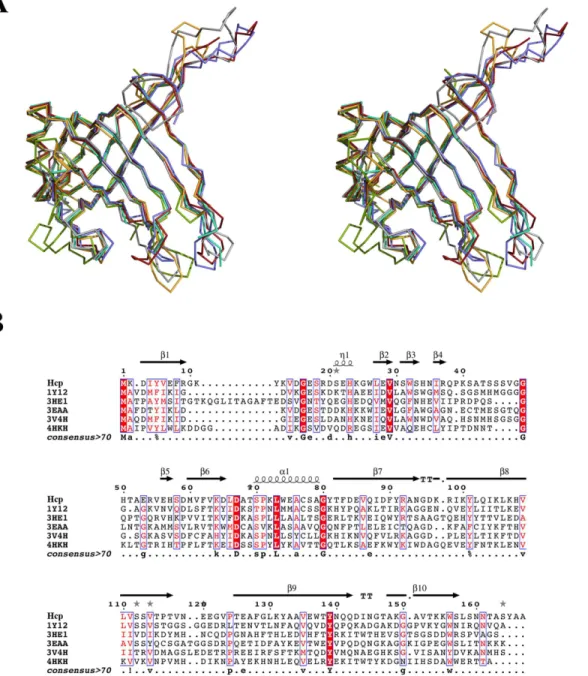 Fig 6. Structural superposition and sequence alignment of Hcp with other known Hcp structures