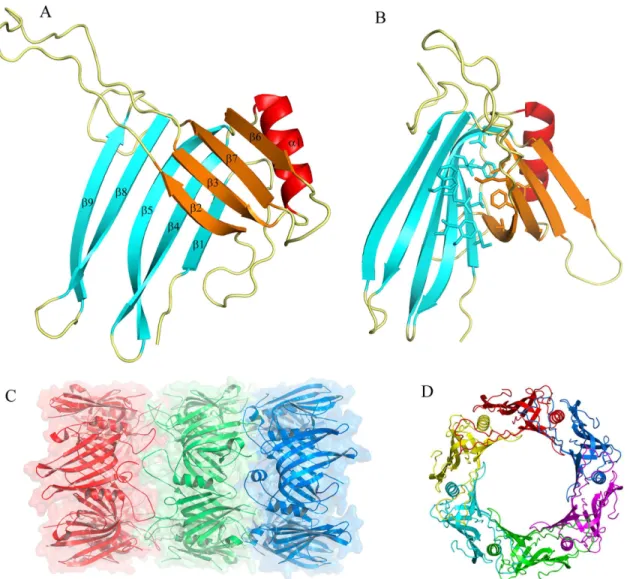 Fig 2. Overall structure of the Hcp from A. baumannii. (A) Cartoon representation of the Hcp structure whereby eight β-strands form a tight β-barrel, with one α-helix at one side, and an extended loop protruding more than 25 Å between strands 2 and 3