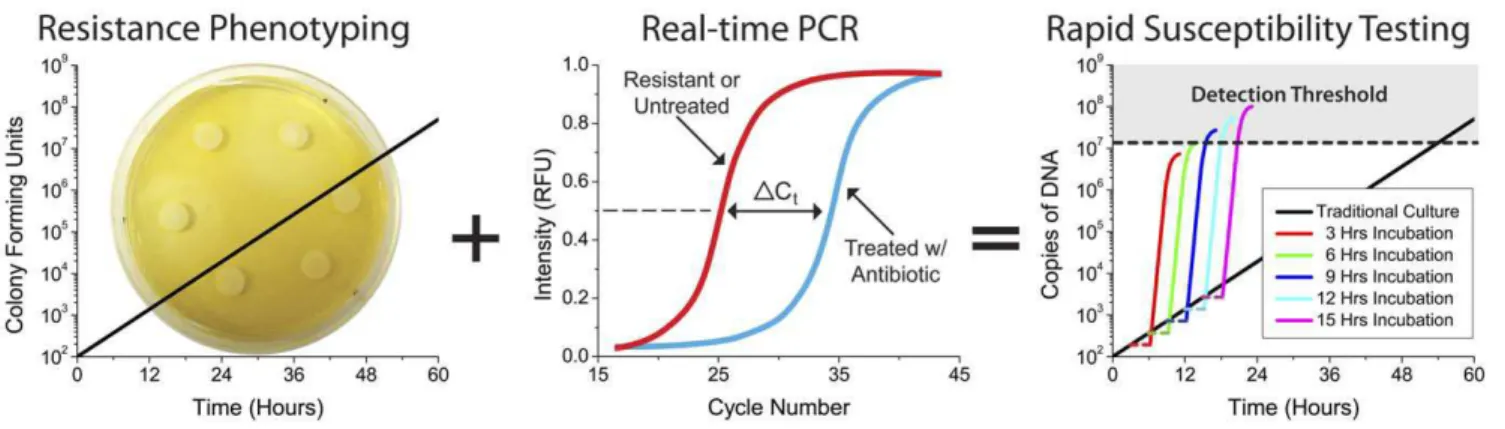 Figure 1. The real-time PCR antibiogram achieves rapid susceptibility testing of septicemia in less than 24 hours