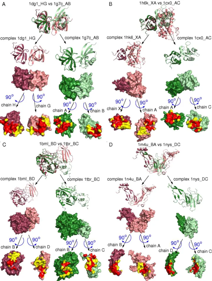 Figure 6. Extent of overlap of interfaces in ABAC pairs. Overlap of binding sites is highlighted in red