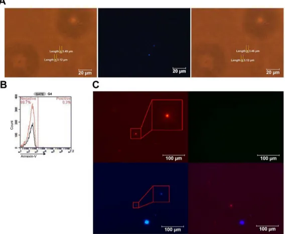 Figure 1. SB cells in hBM. A) Presence of SB cells and DAPI staining. The SB cells in the SB mixture layer were visualized under a light microscope