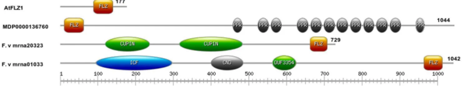 Figure 4. FLZ acts as the module for protein-protein interaction. (A) FLZ1 interacts with PFA-DSP3 and STH2 in Y2H