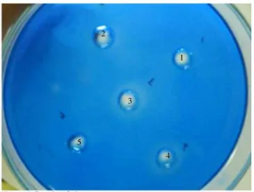 Figure 2. Results of plate assay.