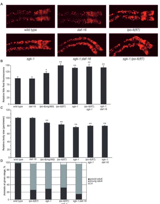 Figure 5. CeRictor and sgk-1 Define a Single Regulatory Pathway Governing Fat Storage, Body Size, and Developmental Rate (A) Images of Nile Red staining of lipids in anterior intestinal cells.