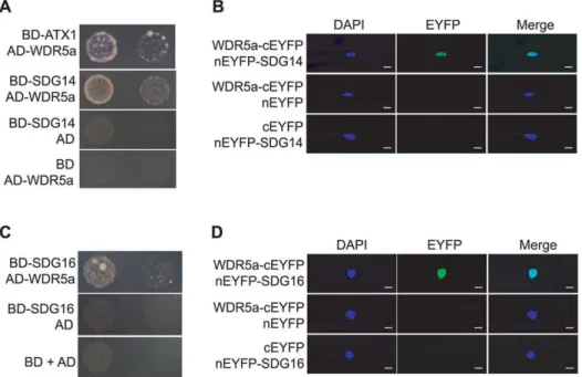 Figure 8. WDR5a Associates with Multiple Putative H3K4 Methyltransferases. (A) Interaction of WDR5a with SDG14 in yeast
