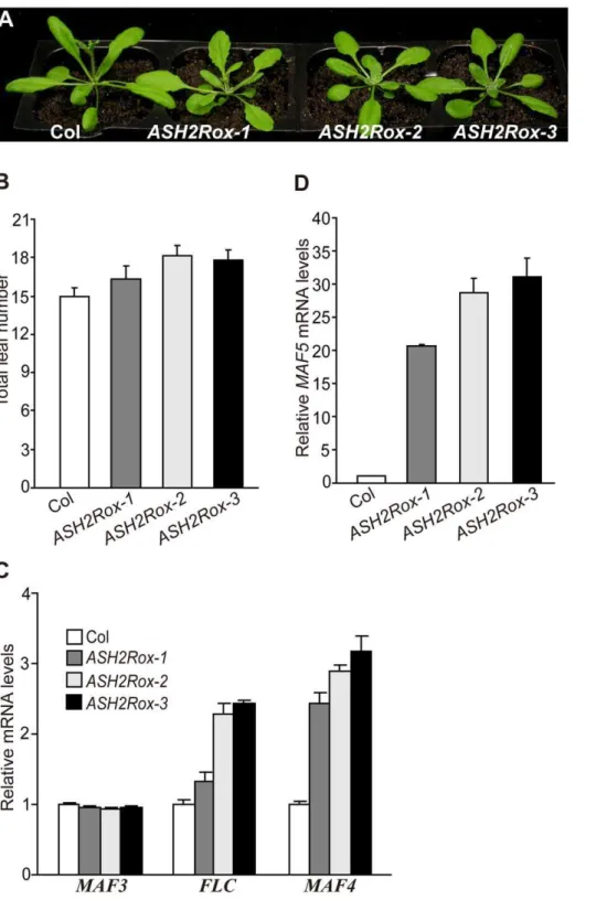 Figure 5. Overexpression of ASH2R Activates the Expression of FLC , MAF4 , and MAF5 to Delay Flowering